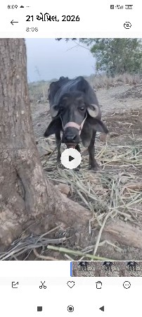 પેલૂવેતર. 6મહીનાગાભ