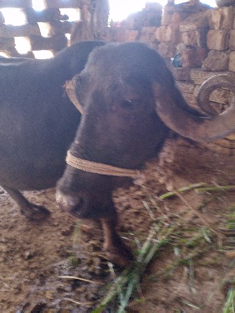 थंबनेल 1