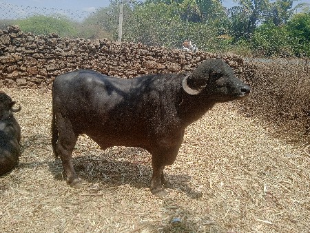 થંબનેલ 3