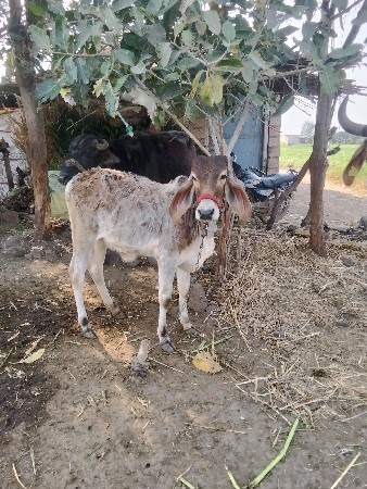 આ વાછડી વેચવાની છે