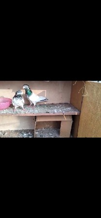 કબૂતર વેચવાના છે