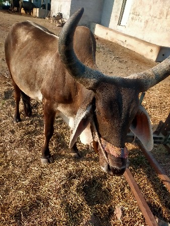 ગોધલા વેચવાના છે