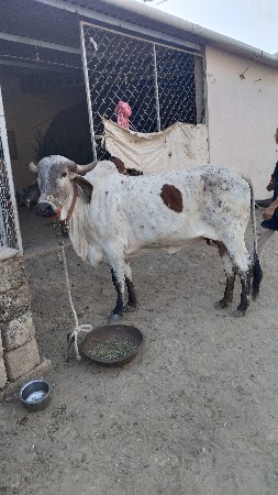 गाय वेशावछे