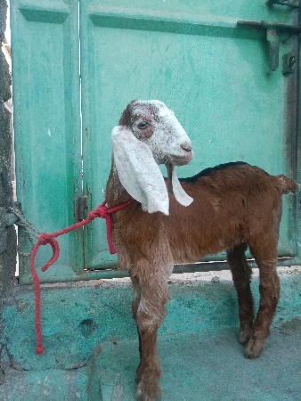 વેચવાના છે  બકરા