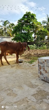 ગાય વૅચવાની છૅ