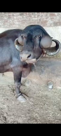 ટોટલ જવાબદારી વેચવાની છે