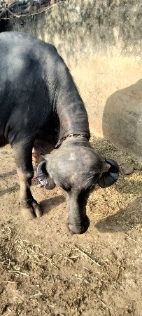 ભેંસ વેચવાની છે