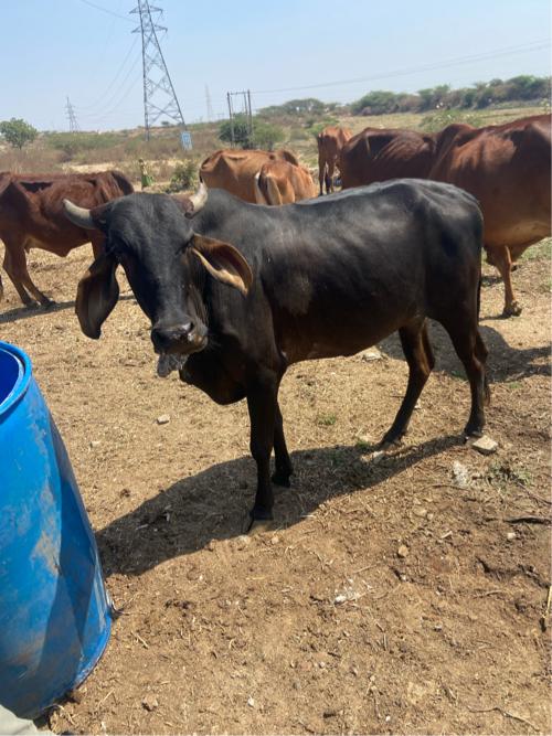 એક ગાય અને બે હોળકી