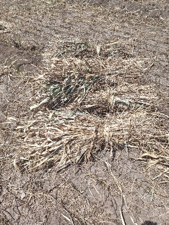 નીરણ વેસવાની સે