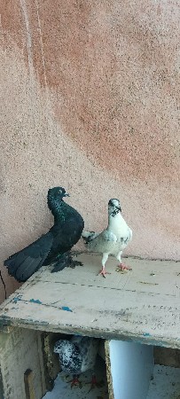 મોરપીંછ કબૂતર વેચવાના છે