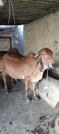 થંબનેલ 2