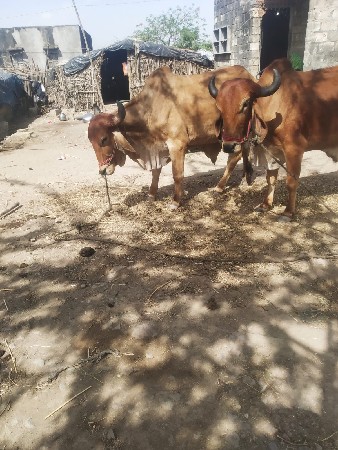 थंबनेल 2