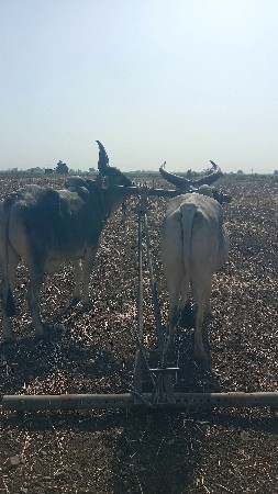 બળદ વેચવાના છે