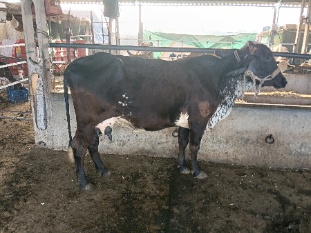 hf ક્રોસ ગાય વેચવાની છે