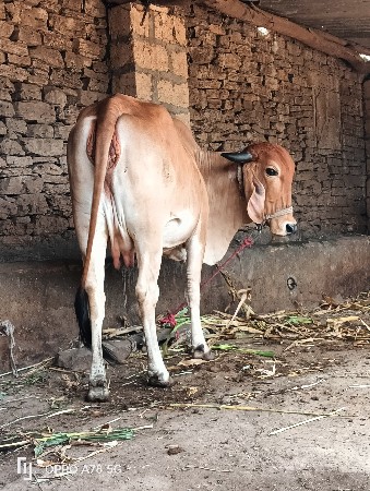 थंबनेल 6