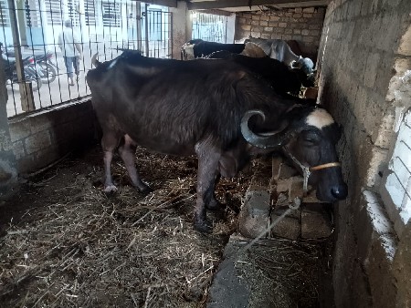 આ ભેસ વેચવાની છે ફુલ જવાબદારી છે