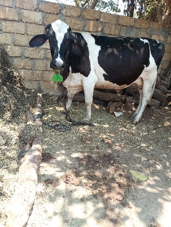 આ ગાય વેચવાની છે