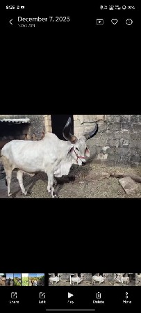 બળદ વેચવાના છે
