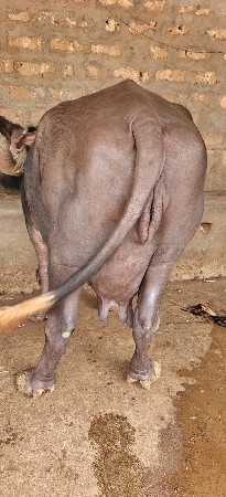 ભેંસ વેચવાની છે ફુલ જવાબદારી