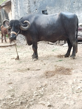 આ ભેંસ વેચવાની છે