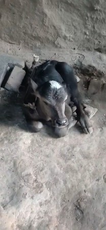 બીજું વેતર.   આઠ દિવસની આણંદ