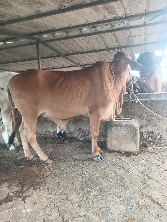 થંબનેલ 2