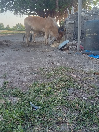 थंबनेल 1