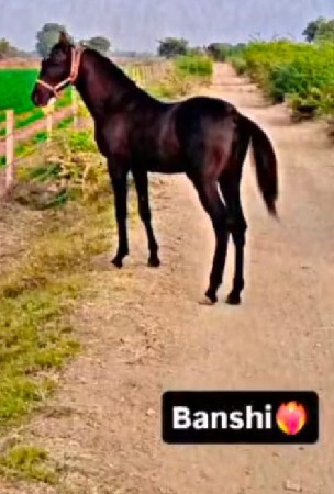 थंबनेल 2