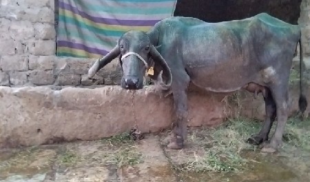 ભેંસ વેચવાની છે...