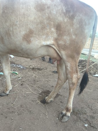 થંબનેલ 2