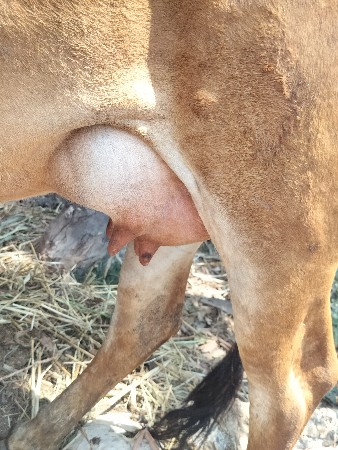 પેલ વેત્રી હોડકી