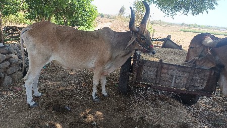 થંબનેલ 3