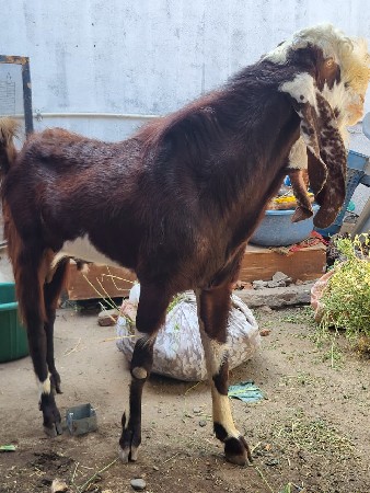 થંબનેલ 2