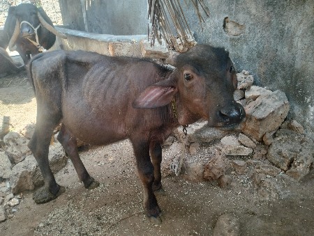 પાડી વેચવાની છે