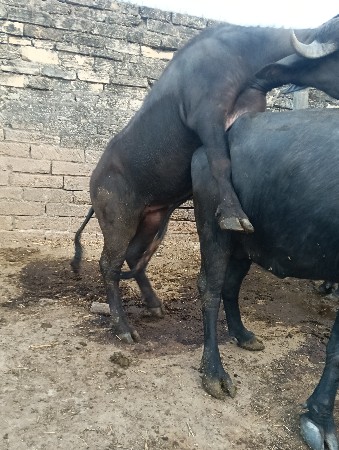 પાડો વેચવાનો છે