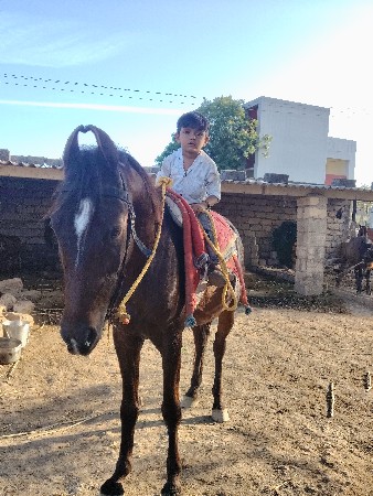 આ ઘોડો વેંચવાનો છે