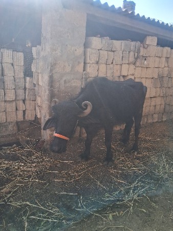 ખડેલી 2વેતર ધાભન છે