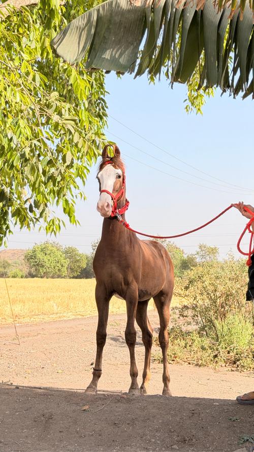 थंबनेल 3