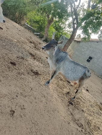 વઢિયારિ ગાય વેચવાની