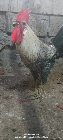 દેસી મુરઘા