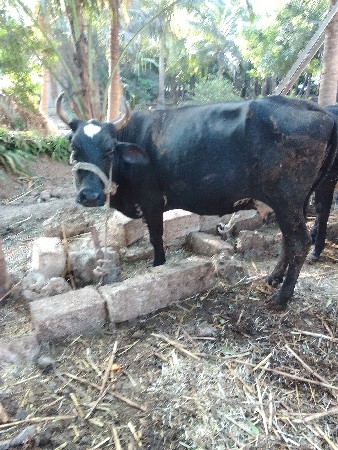 થંબનેલ 3