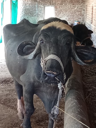 ખડેલૂ ગાભણુછે 8 મહીનો પેલૂછે