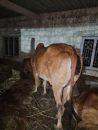 ગાય વેચવાની છે