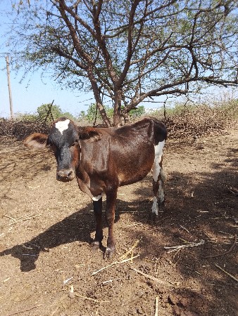 આ 2હોડકી વેચવાનીછે 8849067017