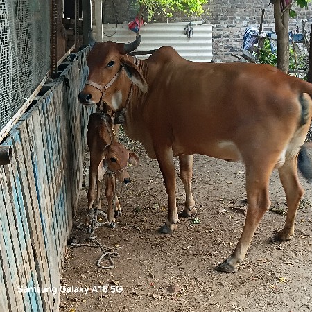 થંબનેલ 3