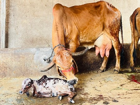 थंबनेल 2