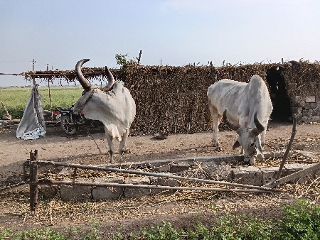 બળદ વેચવાના છે