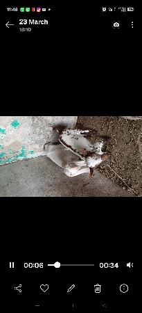 થંબનેલ 2