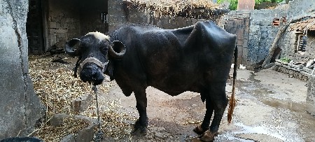 થંબનેલ 3