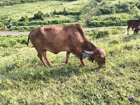 ગાય વેચવાની છે